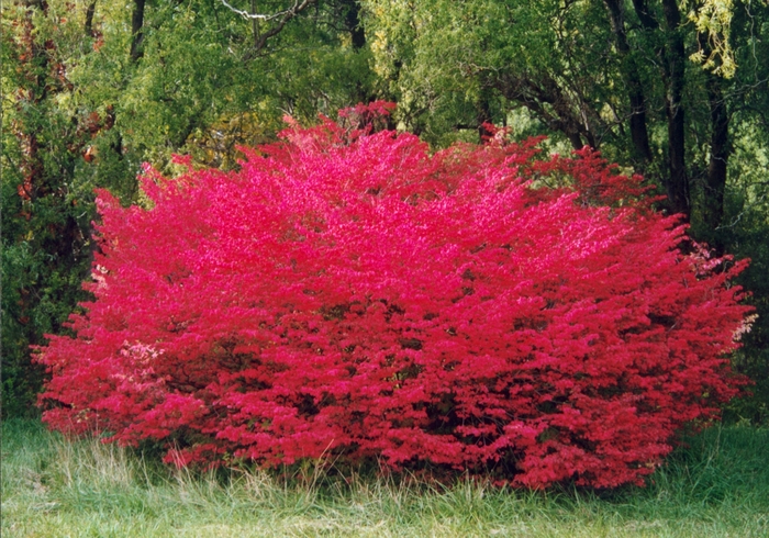 Dwarf Burning Bush - Euonymus alatus 'Compactus' from Green Barn Garden Center