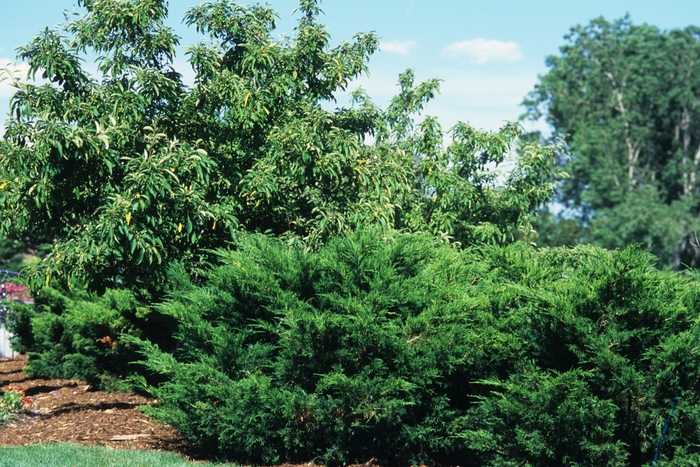 Sea Green Juniper - Juniperus chinensis ''Sea Green'' from Green Barn Garden Center