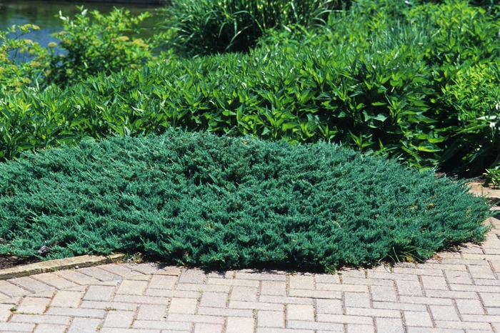 Creeping Juniper - Juniperus horizontalis 'Blue Chip' from Green Barn Garden Center