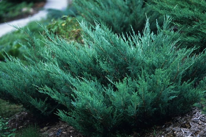 Juniper - Juniperus horizontalis 'Hughes' from Green Barn Garden Center