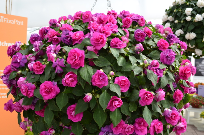 Fiesta Ole' Purple Double Impatiens - Double Impatiens Fiesta Purple from Green Barn Garden Center