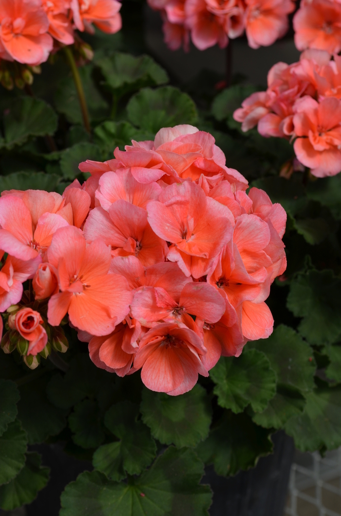 Fantasia® Salmon Geranium - Pelargonium x hortorum 'Fantasia Salmon' from Green Barn Garden Center