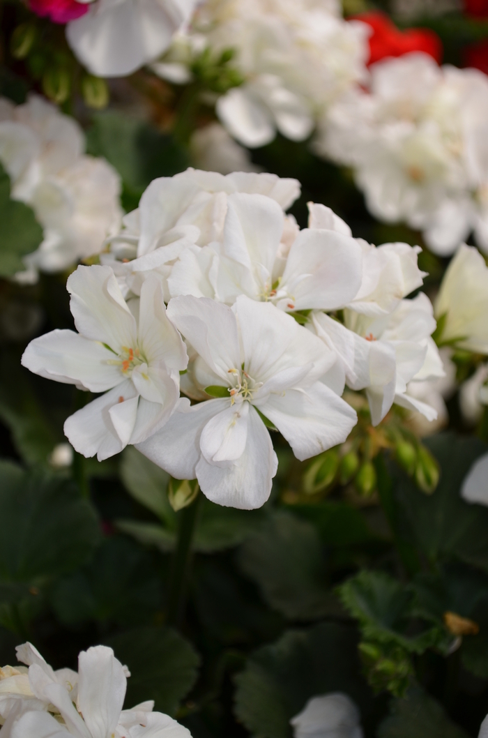 Presto White Geranium - Pelargonium x hortorum 'Presto White' from Green Barn Garden Center