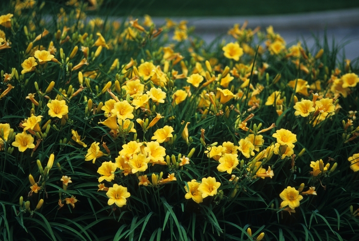 Daylily - Hemerocallis 'Stella d' Oro' from Green Barn Garden Center