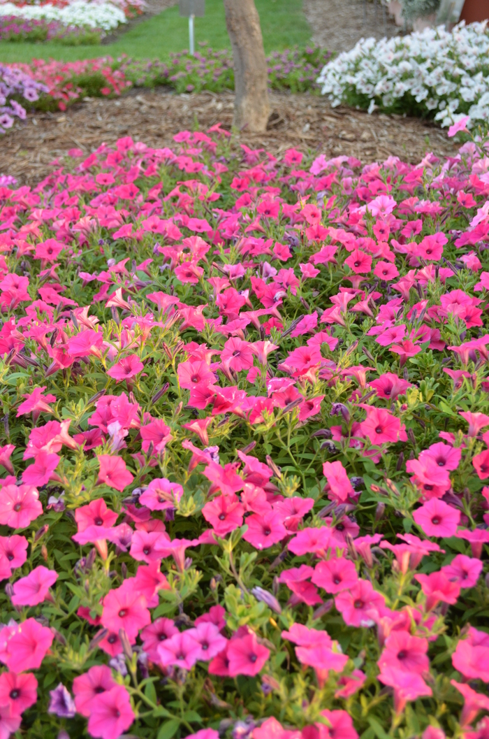 'Supertunia Vista Fuchsia' - Petunia hybrid from Green Barn Garden Center