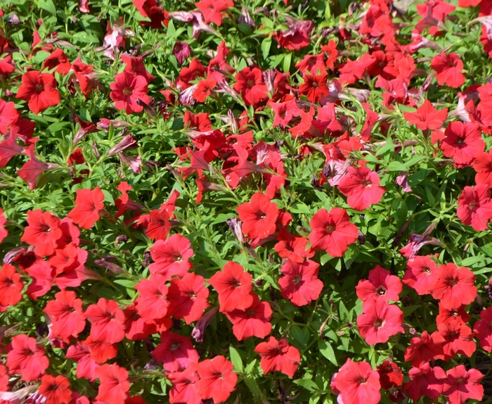 Petunia - Petunia hybrida 'Surfinia® Deep Red' from Green Barn Garden Center