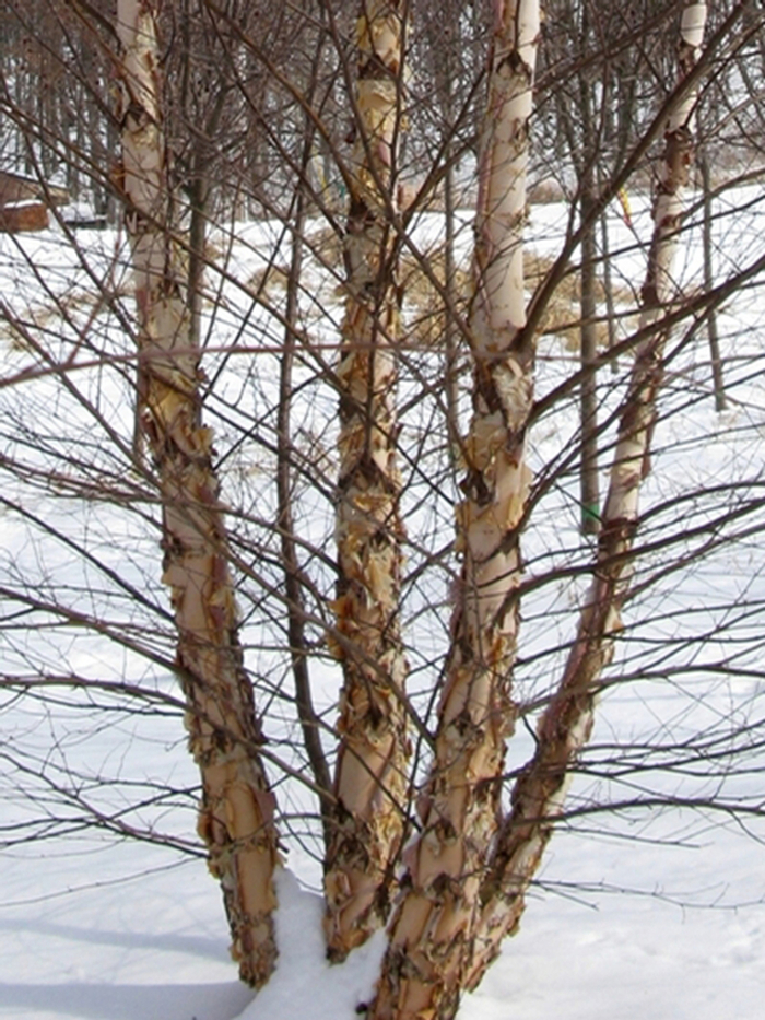 River Birch - Betula nigra 'Heritage' from Green Barn Garden Center