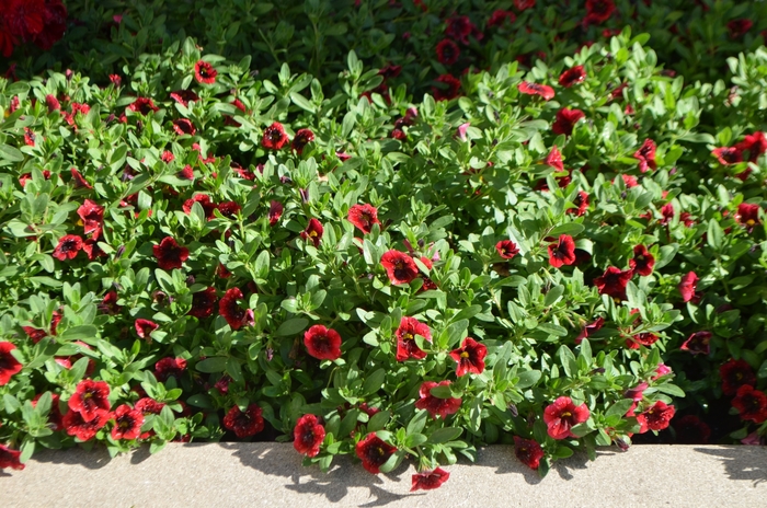 Superbells® Pomegranate Punch - Calibrachoa hybrid from Green Barn Garden Center