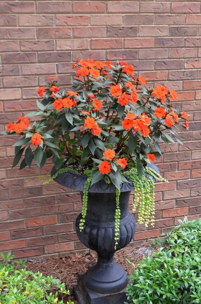 SunPatiens® Compact - Impatiens 'Electric Orange' from Green Barn Garden Center