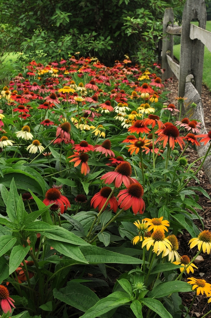 Coneflower - Echinacea hybrida 'Cheyenne Spirit' from Green Barn Garden Center