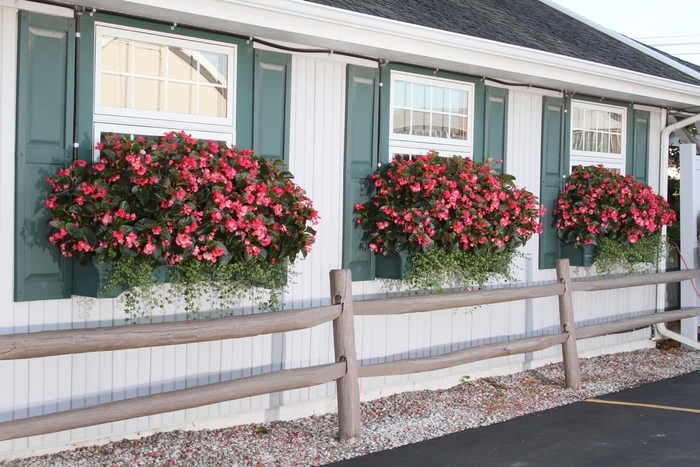 Begonia - Begonia benariensis 'Surefire Rose' from Green Barn Garden Center