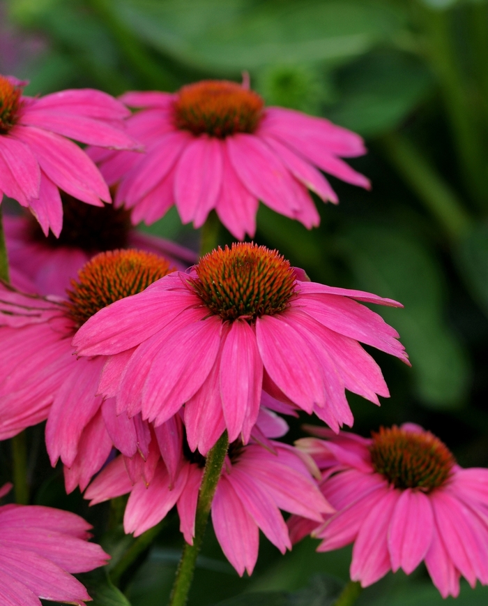 Coneflower - Echinacea purpurea 'PowWow Wild Berry' from Green Barn Garden Center