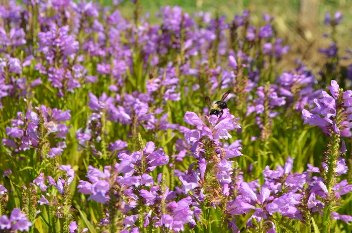 Obedient Plant - Physostegia virginiana 'Vivid' from Green Barn Garden Center