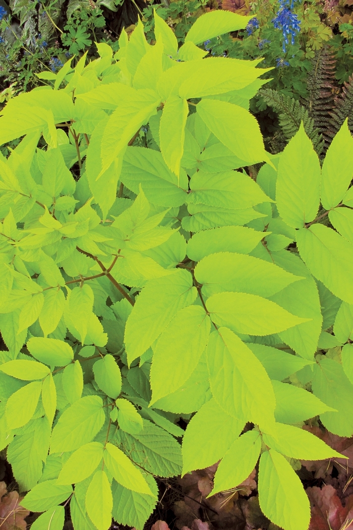 Golden aralia - Aralia cordata 'Sun King' from Green Barn Garden Center