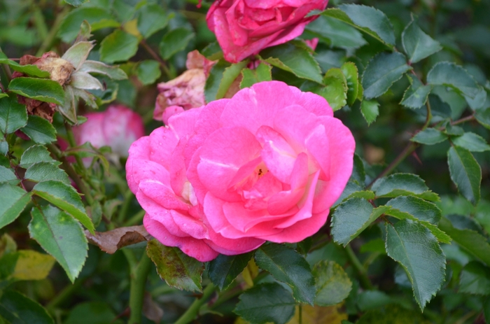Sunrise Sunset Rose - Rosa 'BAIset' from Green Barn Garden Center