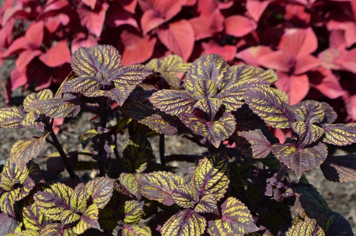 'Fishnet Stockings' - Coleus Solenostemon scutellarioides from Green Barn Garden Center