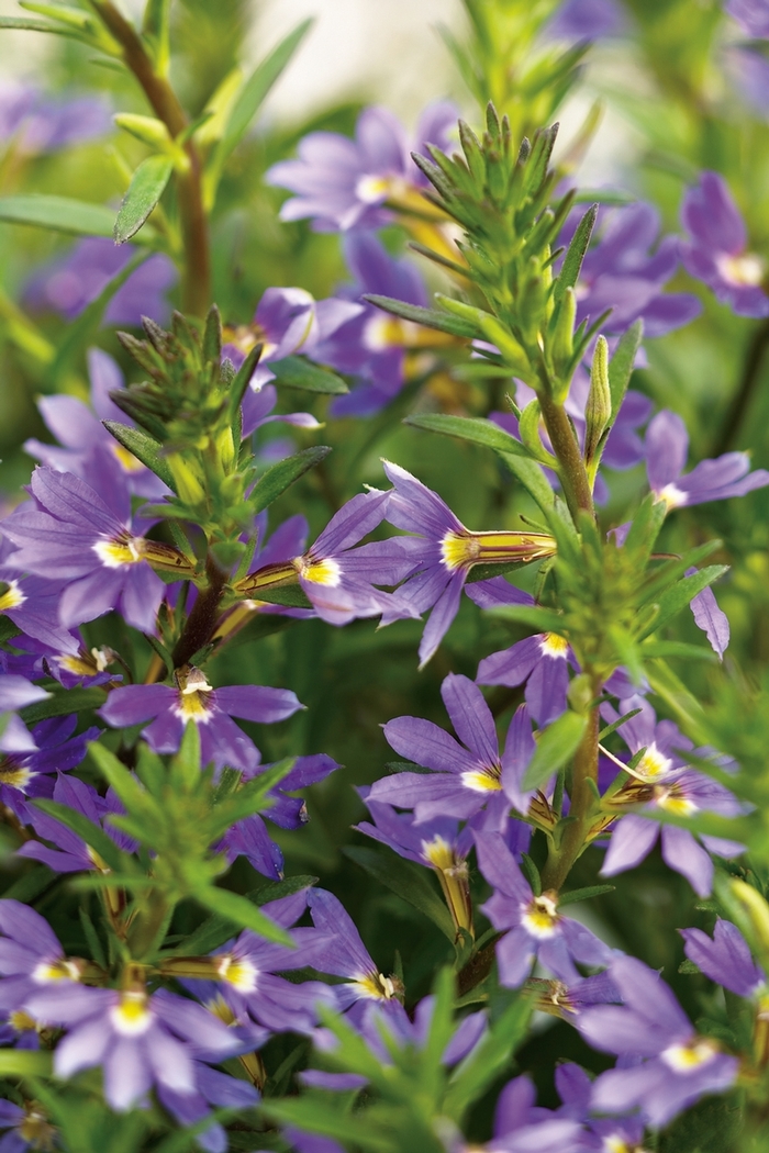 Fan Flower - Scaevola aemula 'Whirlwind Blue' from Green Barn Garden Center