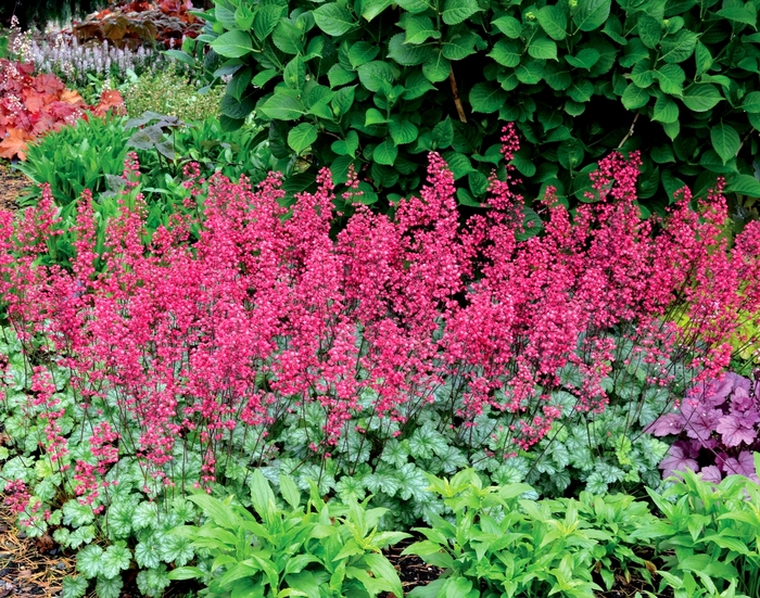 Coral Bells - Heuchera 'Paris' from Green Barn Garden Center