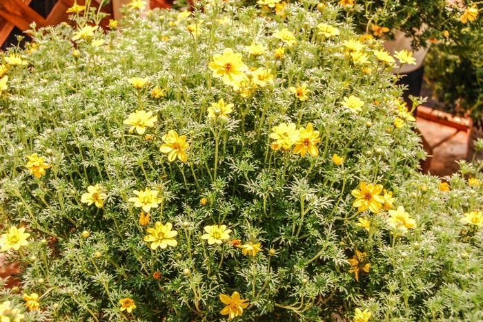 Apache Beggarsticks - Bidens ferulifolia 'Goldilocks Rocks®' from Green Barn Garden Center