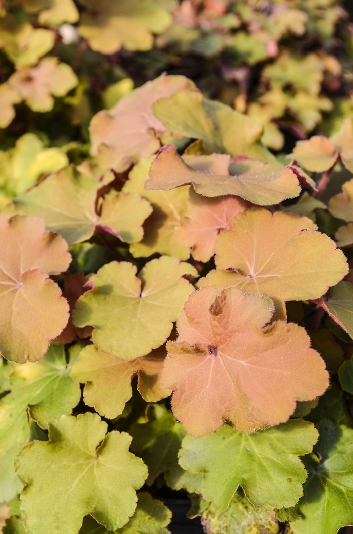 Caramel Heuchera - Heuchera 'Caramel' from Green Barn Garden Center