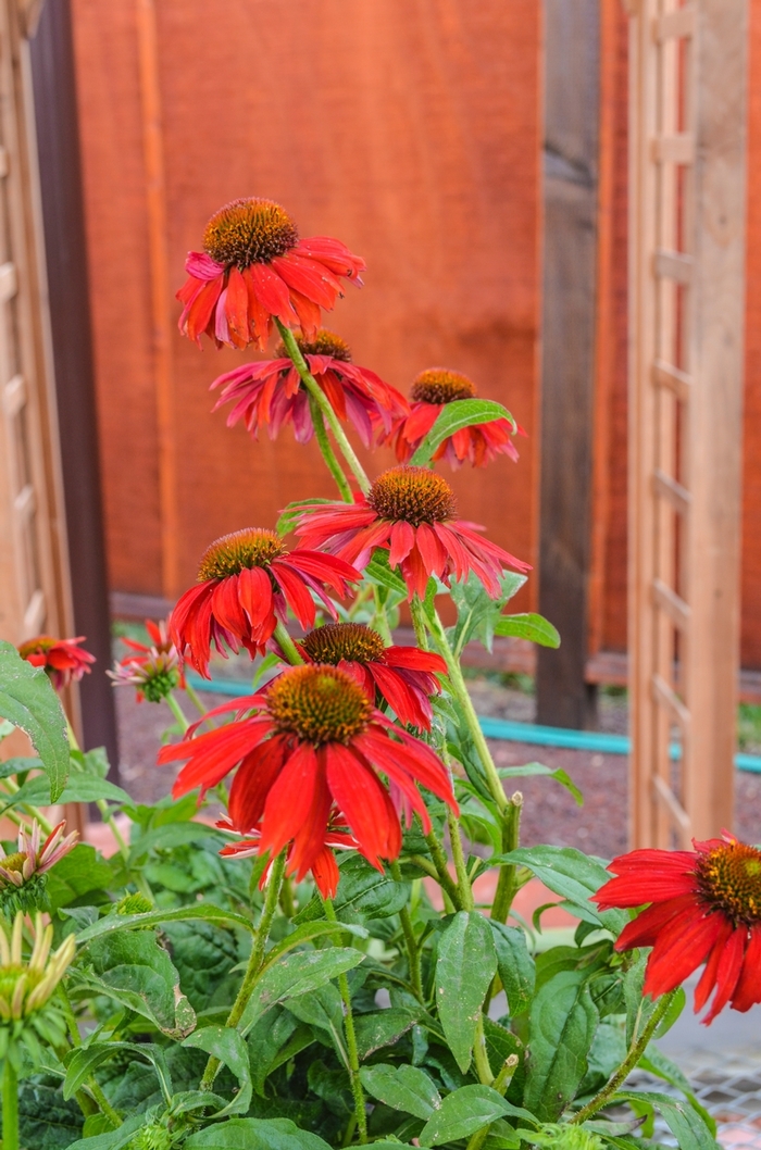 Sombrero Salsa Red Coneflower - Echinacea 'Sombrero Salsa Red' from Green Barn Garden Center