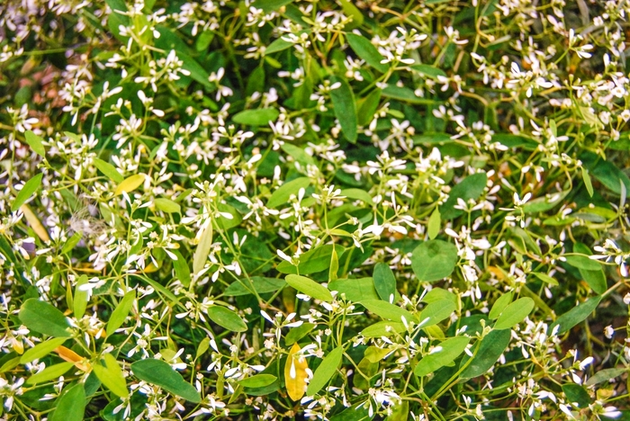 Diamond Frost® - Euphorbia from Green Barn Garden Center