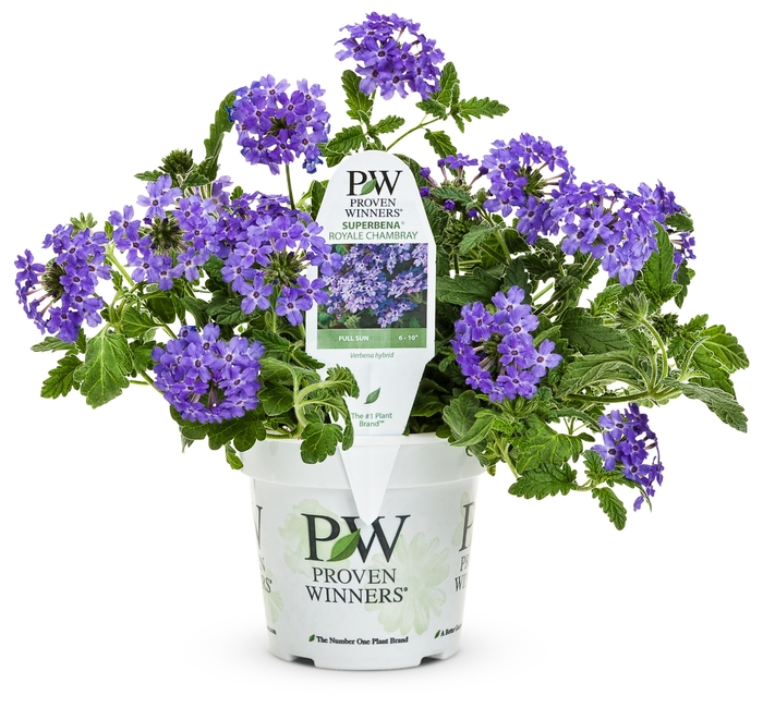 Trailing Verbena - Verbena hybrid 'Royale Chambray' from Green Barn Garden Center