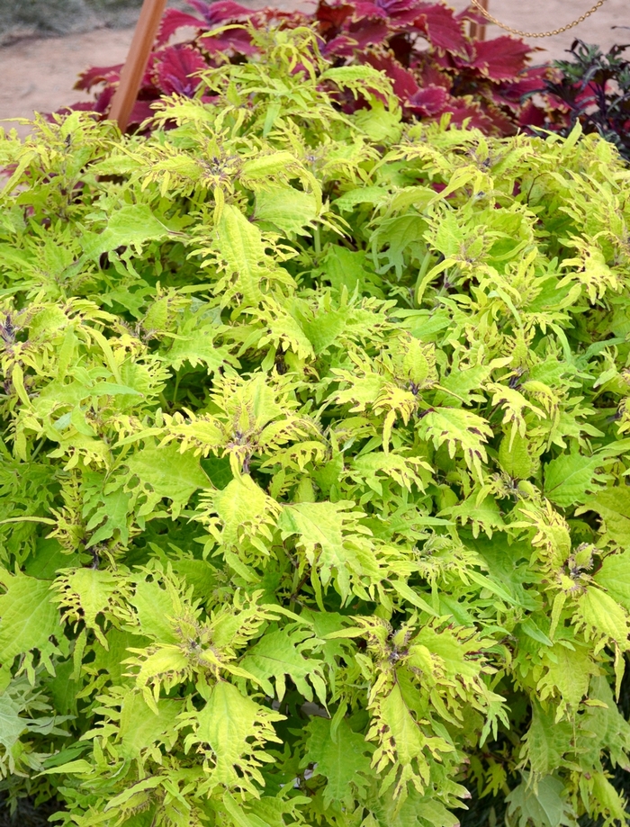 Under The Sea ™ Gold Anemone Coleus - Solenostemon 'Under The Sea ™ Gold Anemone' from Green Barn Garden Center