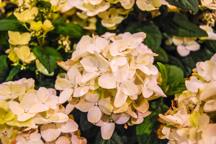 Hydrangea - Hydrangea paniculata 'White Diamonds®' from Green Barn Garden Center