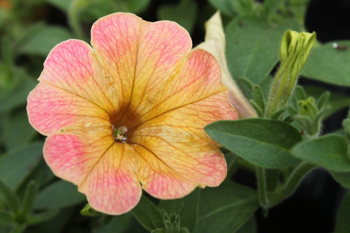 Petunia - Petunia hybrida 'Cascadias™ Indian Summer' from Green Barn Garden Center