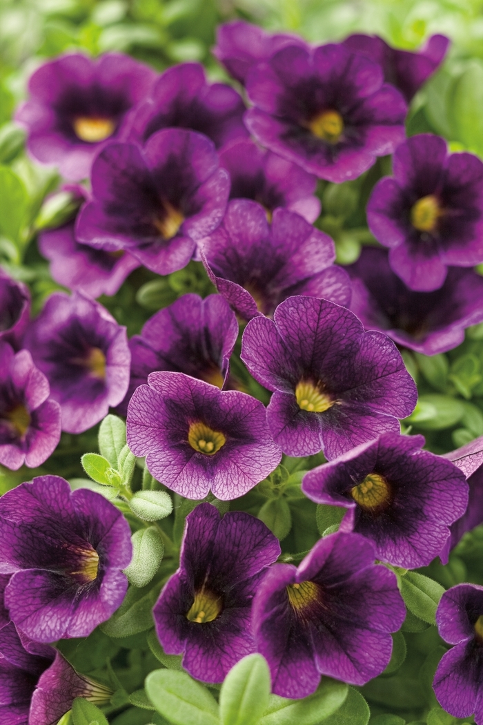 Superbells® Grape Punch - Calibrachoa hybrid from Green Barn Garden Center