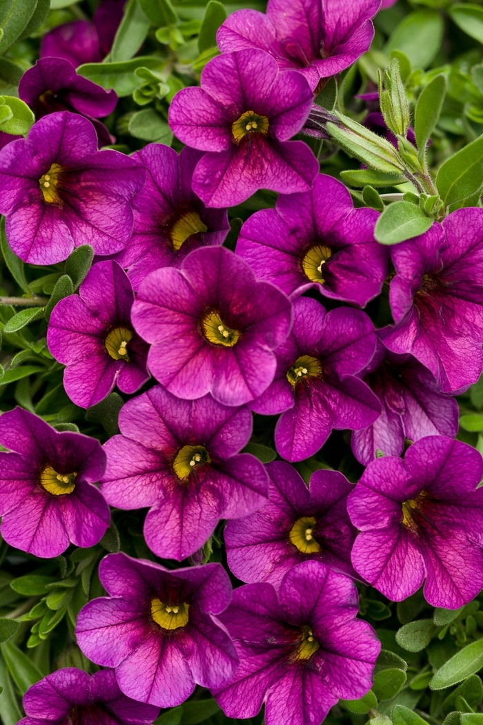 Superbells® Plum - Calibrachoa hybrid from Green Barn Garden Center