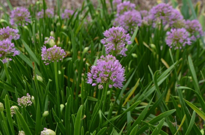 Ornamental Onion - Allium 'Millennium' from Green Barn Garden Center