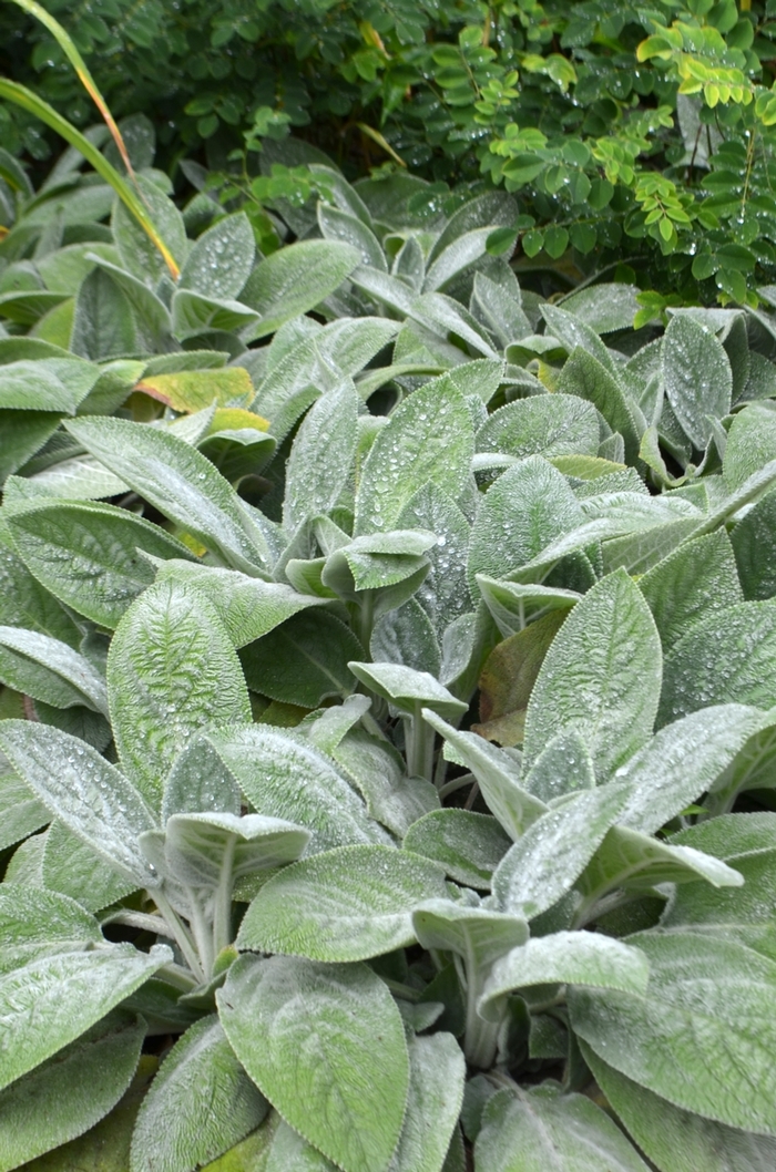 Lambs' Ears - Stachys byzantina 'Helene von Stein' from Green Barn Garden Center