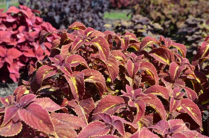 Coleus - Solenostemon scutellarioides 'Saturn' from Green Barn Garden Center