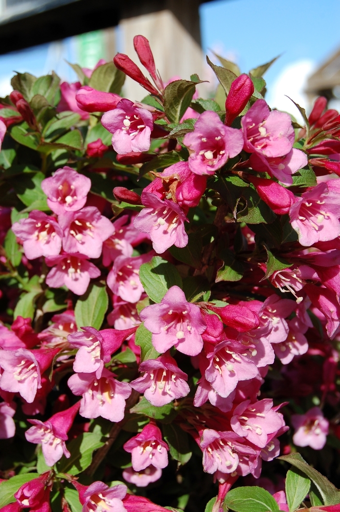 Minuet Weigela - Weigela florida ''Minuet'' from Green Barn Garden Center