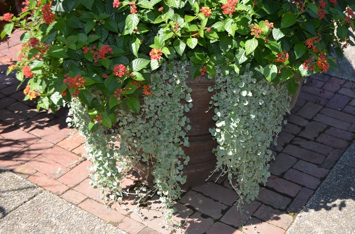 Dichondra - Dichondra repens 'Silver Falls' from Green Barn Garden Center