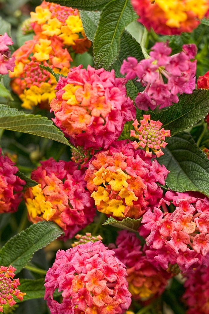 Luscious® Lantana - Lantana camara 'Berry Blend' from Green Barn Garden Center