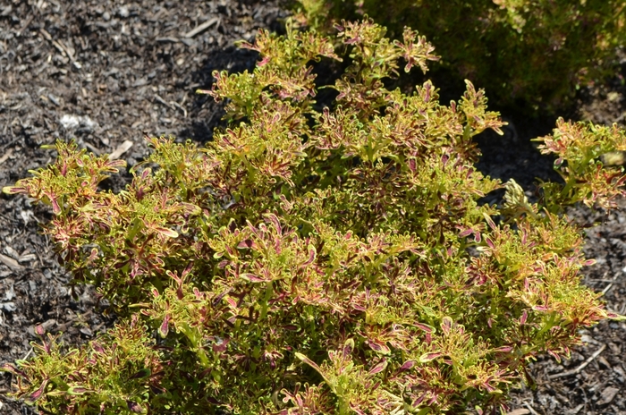 Coleus - 'Under The Sea™ Red Coral' from Green Barn Garden Center