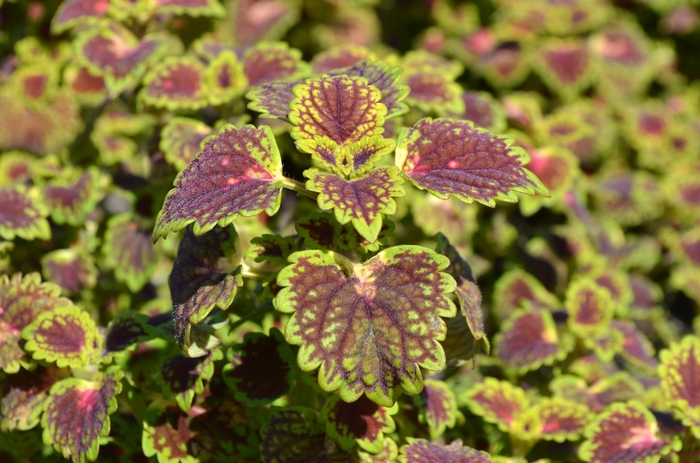 Coleus - Solenostemon hybrida 'Lava Rose' from Green Barn Garden Center