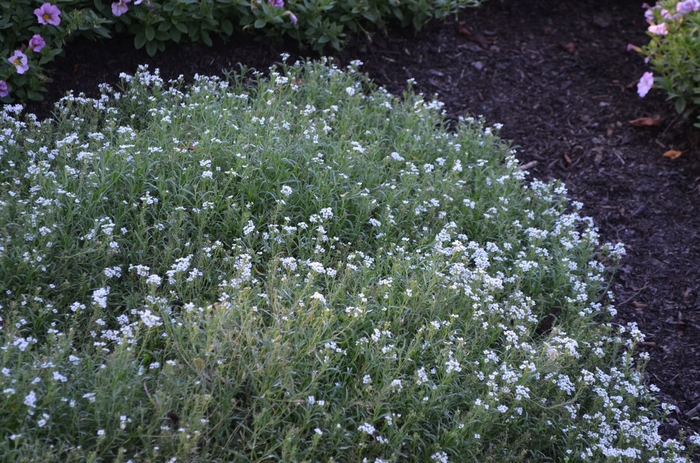 Sweet Alyssum - Lobularia hybrid 'White Knight®' from Green Barn Garden Center