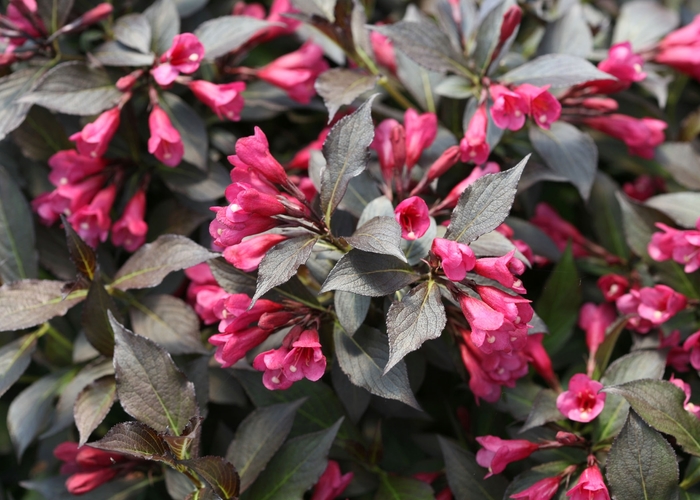 Weigela - Weigela florida 'Spilled Wine' from Green Barn Garden Center