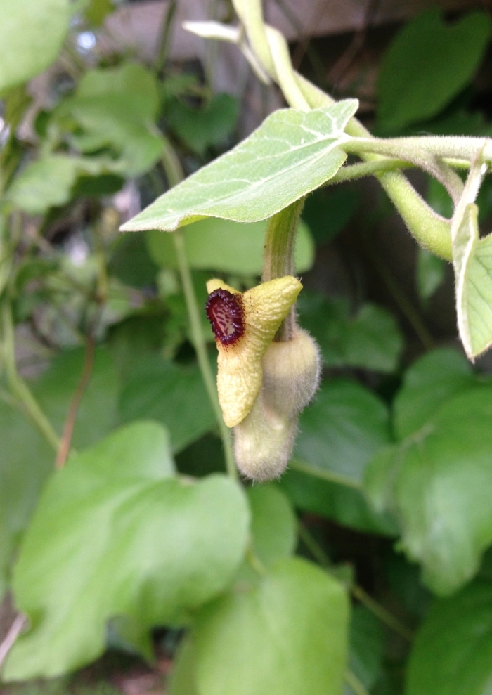 Dutchman's pipe - Aristolochia durior from Green Barn Garden Center