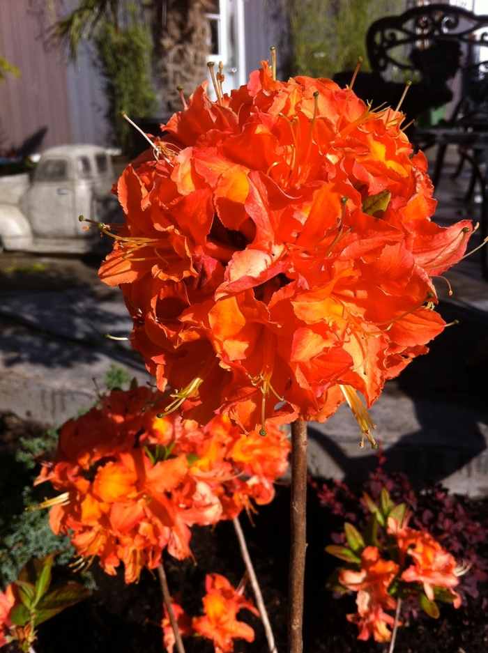 Azalea - Azalea 'Mandarin Lights' from Green Barn Garden Center