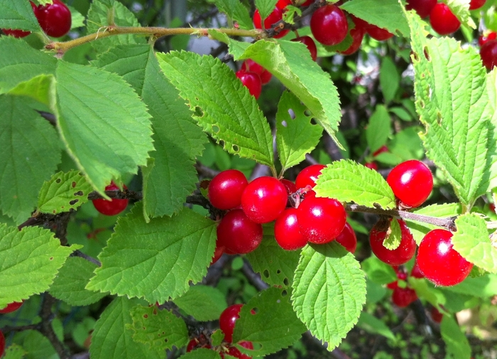 Nanking Cherry - Prunus tomentosa from Green Barn Garden Center