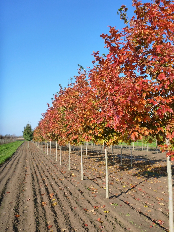 Fall Fiesta® Sugar Maple - Acer saccharum 'Bailsta' from Green Barn Garden Center