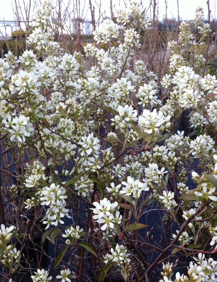 Regent Saskatoon Berry - Amelanchier alnifolia 'Regent' from Green Barn Garden Center