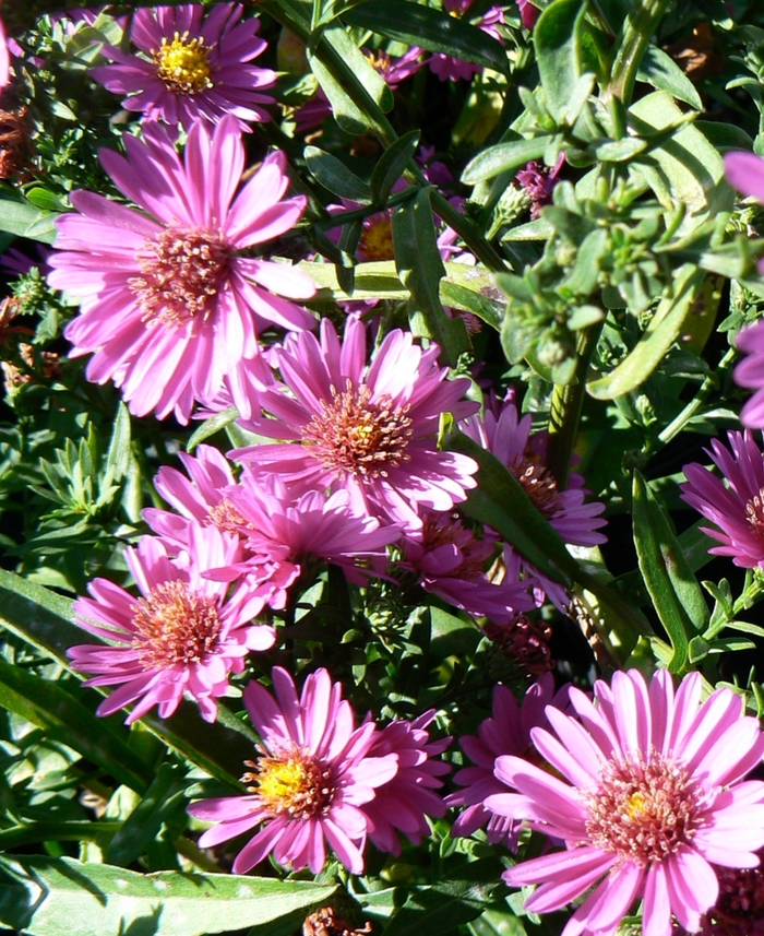 Michaelmas Daisy - Aster novi-belgii 'Alert' from Green Barn Garden Center