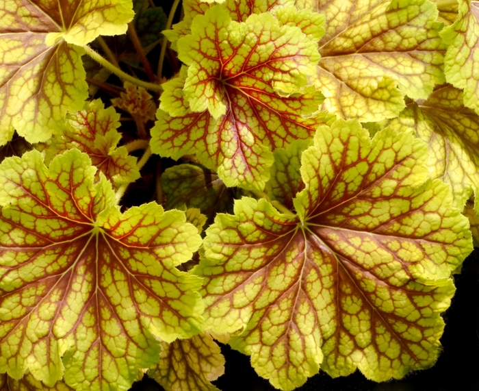 Coral Bells - Heuchera 'Red Lightning' from Green Barn Garden Center