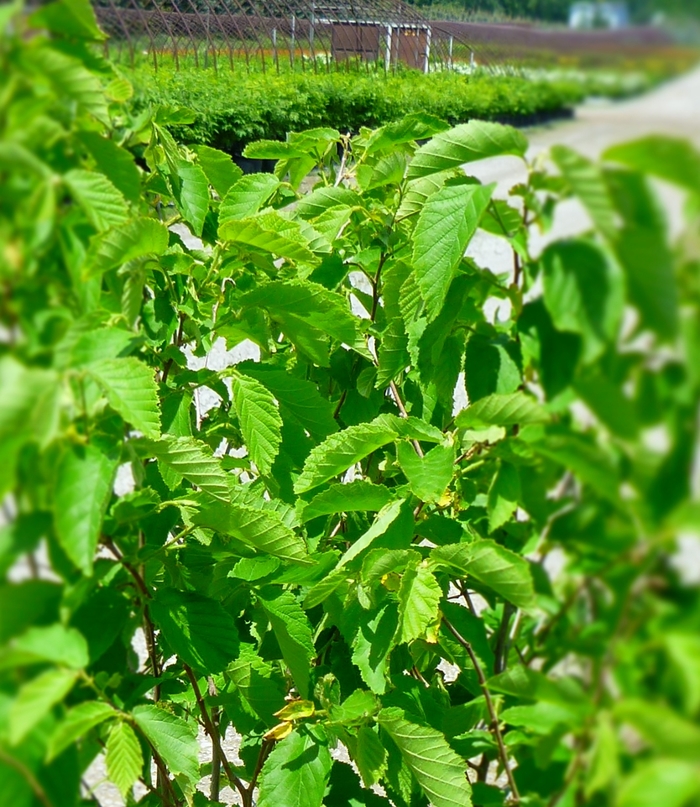 American Hazelnut - Corylus americana from Green Barn Garden Center